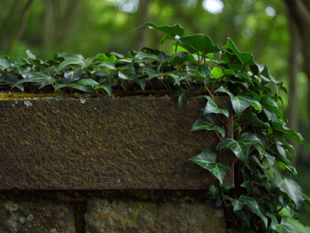 Close up view of vibrant green ivy creeping over weathered stone, nestled in a lush, blurred forest background.の写真素材