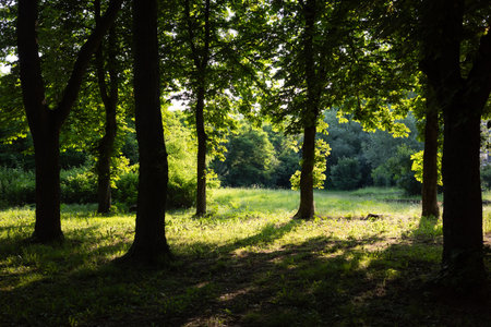 Sunlight filters through the trees in a serene forest, casting shadows on the grassy ground.の写真素材
