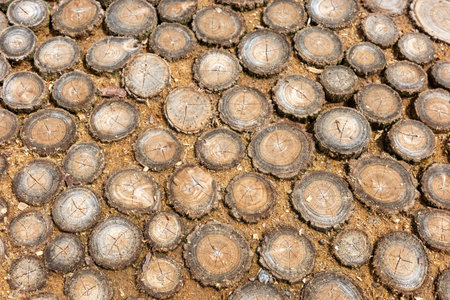 A detailed overhead shot of a pathway made from wooden tree slices, showcasing natural textures and patterns.の写真素材