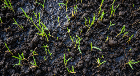A close up shot of fresh green grass seedlings growing from rich, dark earth. Small water droplets sit on the grass blades.の写真素材