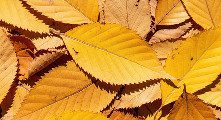 A close up view of vibrant yellow leaves, showcasing the beauty of fall season and nature's colors....