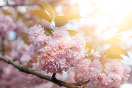 Spring time concept. Cherry tree in bloom. Sakura flowers. Sakura Japanese Spring Flowers. Pink Cherry Flowersの写真素材