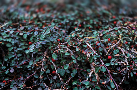 Nature background. Red Berries of Cotoneaster. Cotoneaster horizontalis plant with ripe red berriesの写真素材