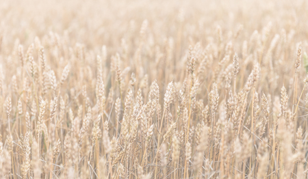 Wheat field ears. Shallow depth nature backgroundの写真素材