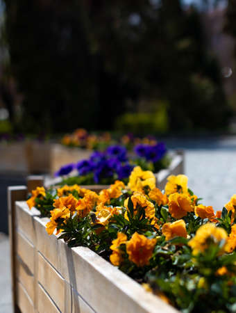 Yellow and purple violet flowers in a wood box in the city center parkの写真素材