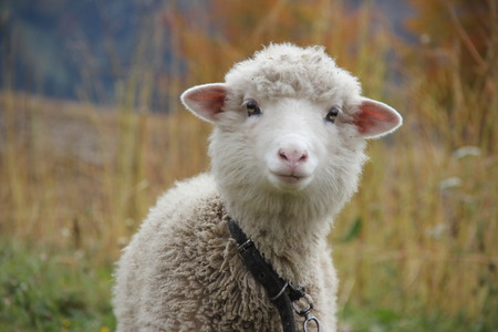 Portrait of a curly sheep with a pink noseの写真素材