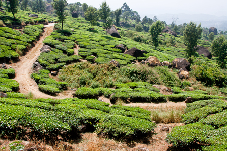 Munnar landscapeの写真素材