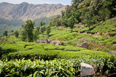 Munnar landscapeの写真素材