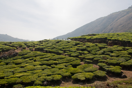 Munnar landscapeの写真素材