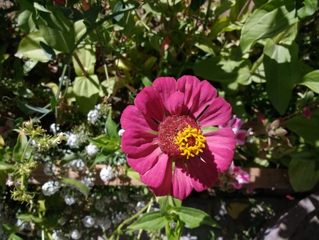 Alpine flowerの写真素材
