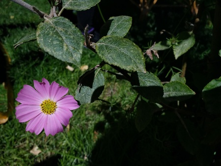 Alpine flowerの写真素材