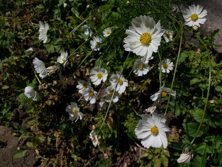 Alpine flowerの写真素材