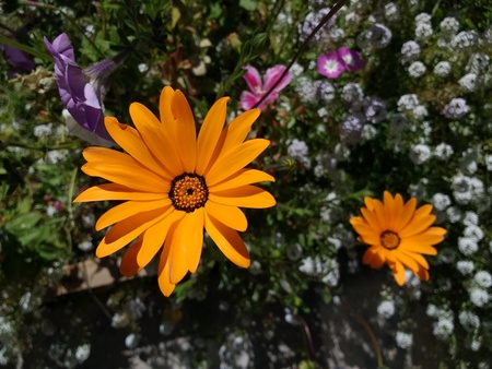 Alpine flowerの写真素材