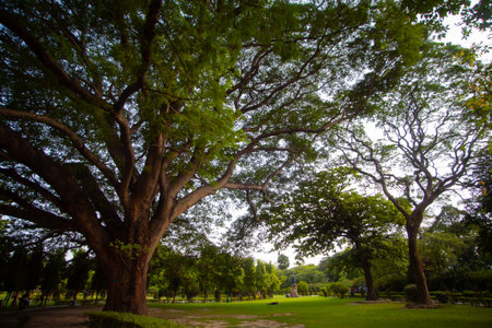 Big tree in the public park in the evening, Bangkok, Thailandの写真素材