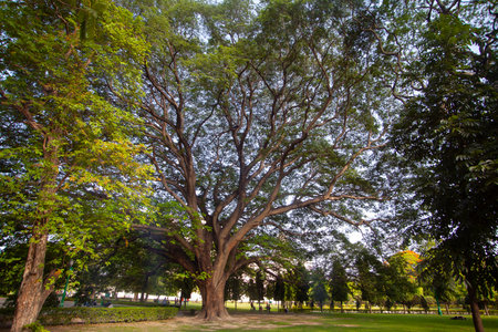 Big tree in the park at Bangkok, Thailand. The big tree in the park.