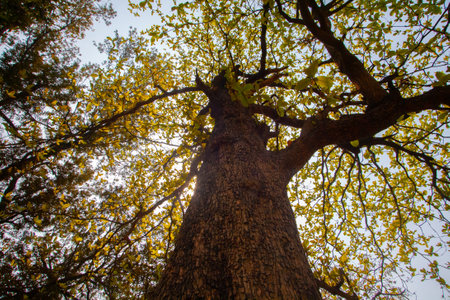 Ginkgo biloba tree in the autumn forest, Thailand.の写真素材