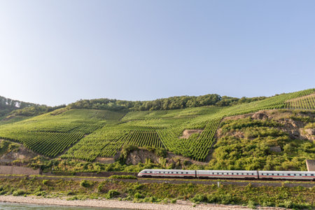 Vineyards on slopes of  Bopparder Hamm over the Rhine Valley, Germany as a fast train passes below.のeditorial素材