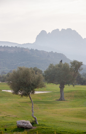 Olive trees and Pentadaktylos mountain range in the background. Photographed from Ayios AMvrosios, Kyrenia, Cyprusの写真素材