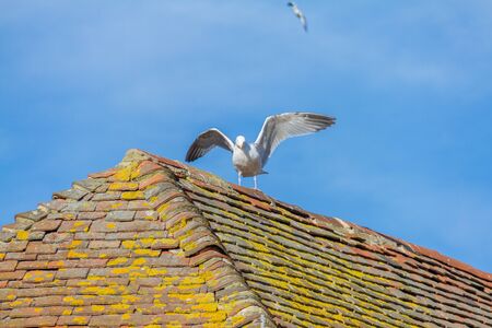 Sea gull on tiled roof photographed in Canterbury UK,  March 2015の写真素材