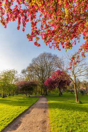 Beautiful scene of a walkway, blossomed kwazan cherry trees and other trees on a  sunny springtime afternoon at Whitworth Park in Manchester, UKの写真素材