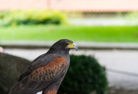 Golden eagle bird of prey against blurred backgroundの写真素材