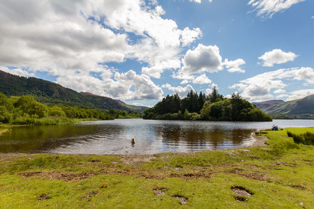 Panoramic view of Derwnt Water Lake with swimming dog, Keswick, Cumbria, UKの写真素材