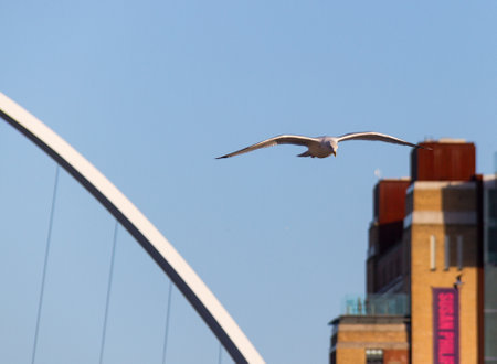 Seagull flying over river Tyne in Newcastle with a section of the Gateshead Millenium Bridge and Baltic Centre for Contemporary Art in the backgroundのeditorial素材