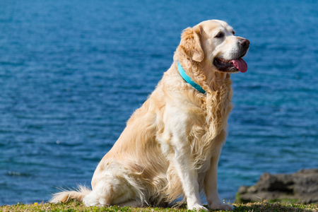Beautiful Golden Retriever dog wearing turqiose collar sitting near the beach in Paleo Faliro, Athens, Greeceの写真素材