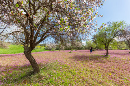 Klirou, Cyprus - February 28, 2018:  Girl taking photos of blossoming almond trees and purple flowers in a field. Shot in early spring in Klirou, Cyprusのeditorial素材