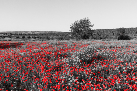 Field filled with Red Poppies and Daisies with Trees in the background on spring day in Cyprus. Rendered in red and black and whiteの写真素材