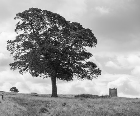 Tree and The Cage tower in the distance in Lyme Park estate in monochrome. The estate is being managed by the National Trust and is located in the Peak District, Cheshire, UKのeditorial素材