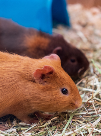 Two guinea pigs in a pet shop eating grass
