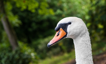 Head of Cygnus olor swan. Has a characteristic outgrowth at the base of the beak. Shot at Leases Parkの写真素材