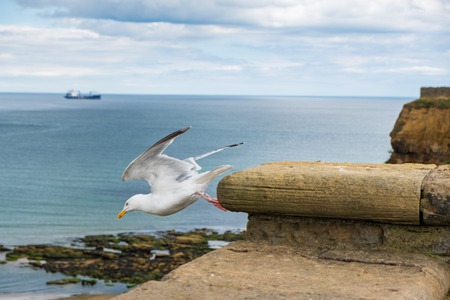 A seagull takes off a wall barrier in front of Tynemouth Priory and Castle in Tynemouth, United Kingdomの写真素材