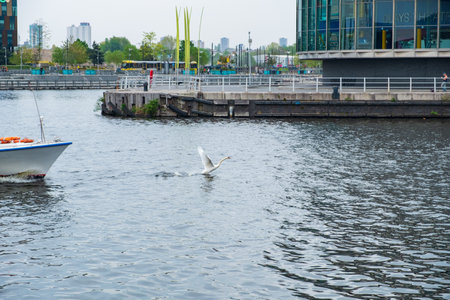 Manchester, United Kingdom - April 24, 2019: A swan takes off the waters of the Manchester Canal in front of a boat at the Salford Quays in Greater Manchesterのeditorial素材