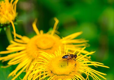 Honeybee on a yellow flower in Lyme Park, Peak District, United Kingdom. Suitable as a nature backgroundの写真素材