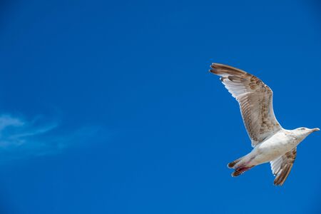 A seagull flies against the blue sky on a sunny day. Shot in Liverpoool, UKの写真素材