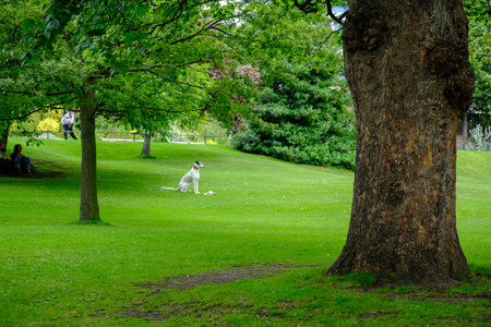 Edinburgh, United Kingdom - July 5, 2019: Beautiful view of the Princess Street Gardens in Edinburgh with a tree bark in the foreground and a white greyhound dog in the backgroundのeditorial素材