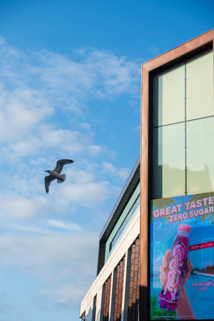 Liverpool, United Kingdom - July 18, 2019: A segull flies over commercial buildings and an ad-board traversing the Liverpool urban skyline on a summer afternoonのeditorial素材