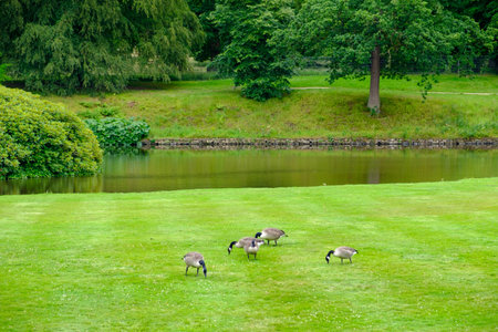 Stockport, United Kingdom - July 21, 2019: Geese feed on the lawn of the gardens of Lyme Hall historic English Stately Home and park in Cheshire, UKのeditorial素材