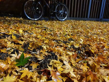 Fallen bright varicolored leaves of maple on the ground and a bicycle in the background in selective focusの写真素材