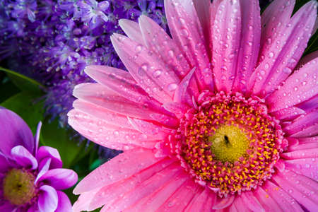 Pink Gerbera Daisy close-up with water droplets viewed from above suitable as Background, Backdrop,...