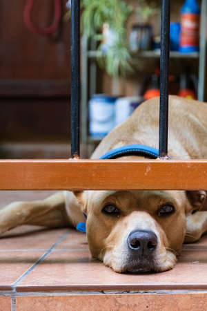 A lazy looking sleepy dog is lying on the floor of the veranda of a house in old Kakopetria mountain...