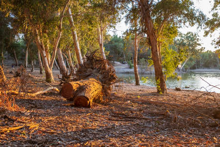 Cut Tree bark at Athalassa Lake in Cyprus bathed in warm afternoon light.