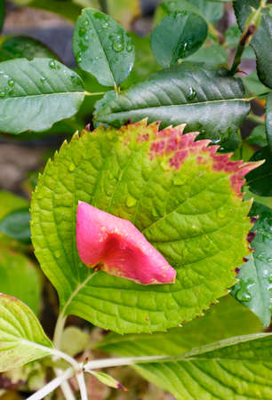 Rose petal and rain drops on a green plant leaf viewed from above