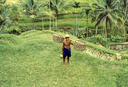 Bali, Indonesia - December 1, 1993: A farmer with a basket and holding a coconut works on a green rice terrace. Retro film capture.のeditorial素材