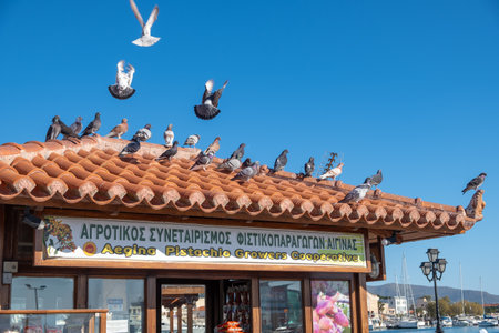 Aegina, Greece -March 10, 2019: Feral pigeons (Columba livia domestica) sitting on the tiled roof of a building against a blue sky in Aegina island in the saronic sea of Greeceのeditorial素材