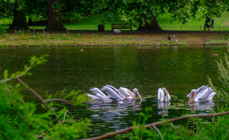 Beautiful view of pelicans swimming in the pond of St James's Park in  London.の写真素材