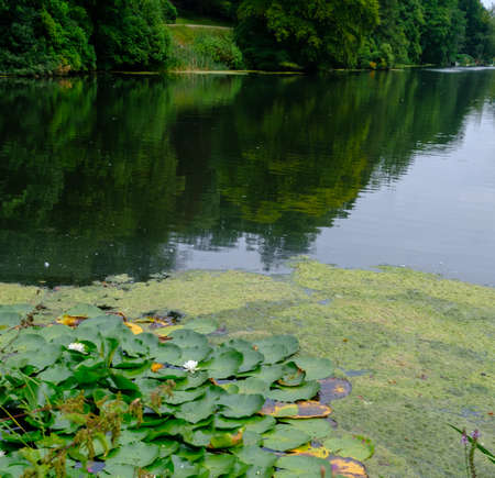 Beautiful landscape of trees foliage and a Pond water lilies in West Yorkshire outside Leeds in the United Kingdomの写真素材
