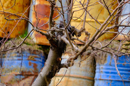 Colorful stacked barrels behind a deciduous apple tree with fallen leaves and fallen yellow apples...
